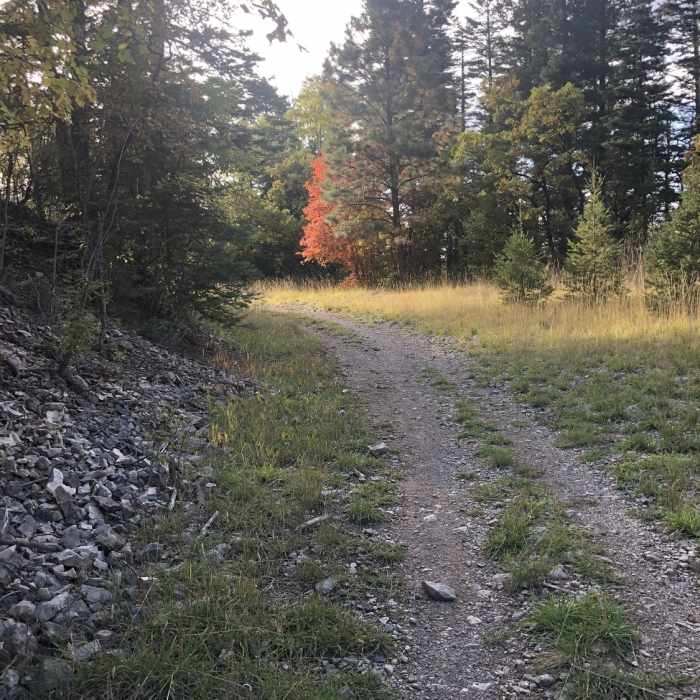 Near Osha Trail (T10)