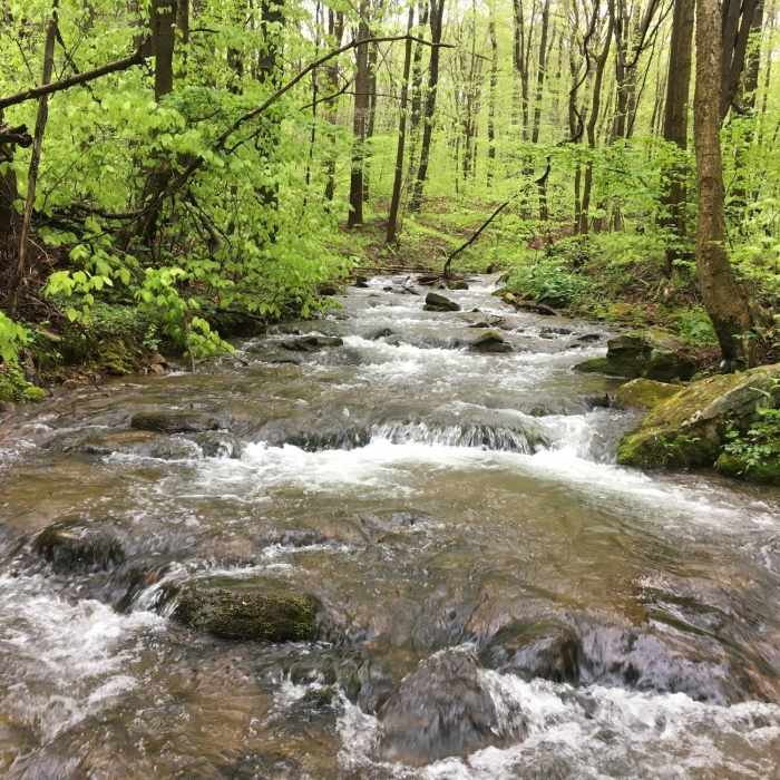 Roaring Run acts as a beautiful trailside companion as you explore the forest. Near Roaring Run Trail