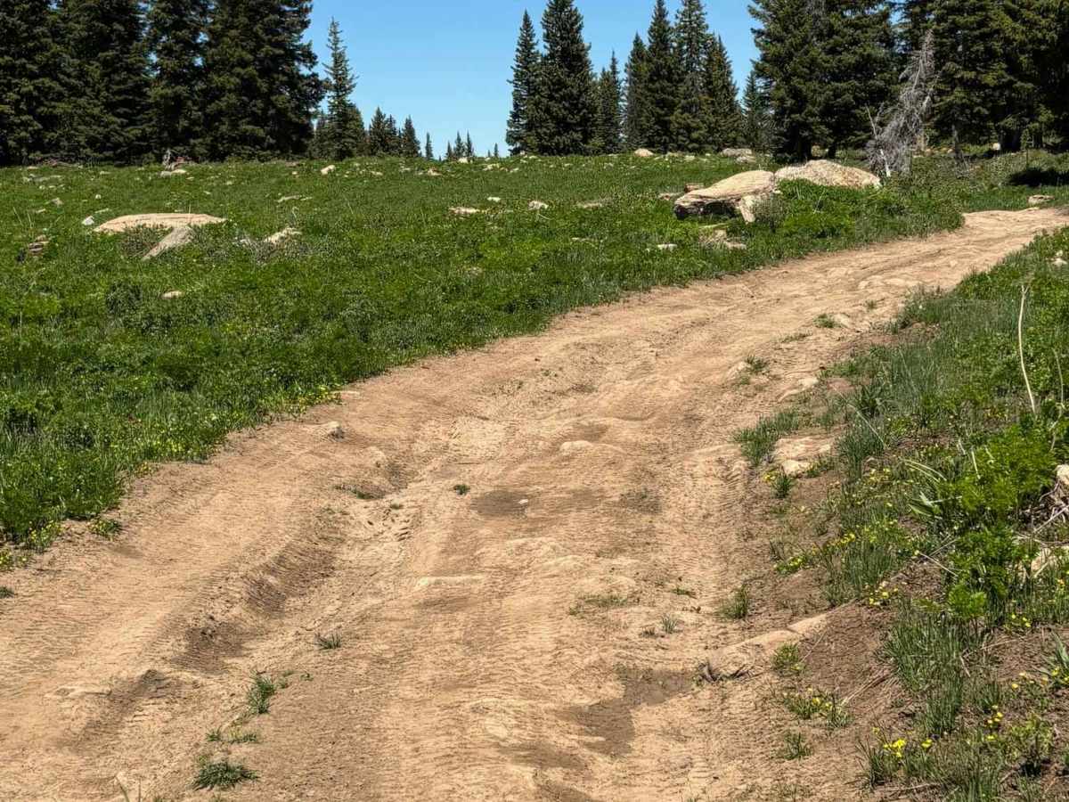 Cattle Guard Road photo 5