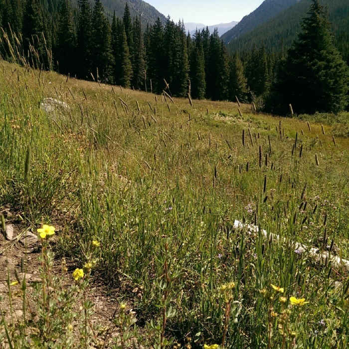 Near North Tenmile Creek