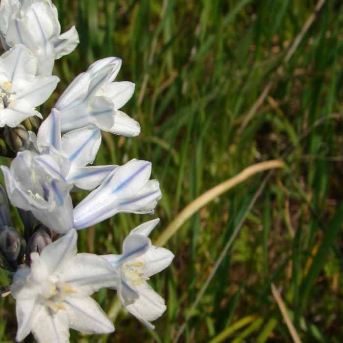 Near Mosier Creek Falls + Plateau Trail