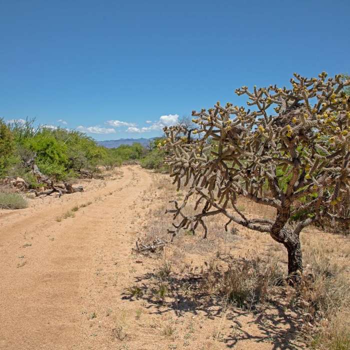 Near Kannally Wash Trail