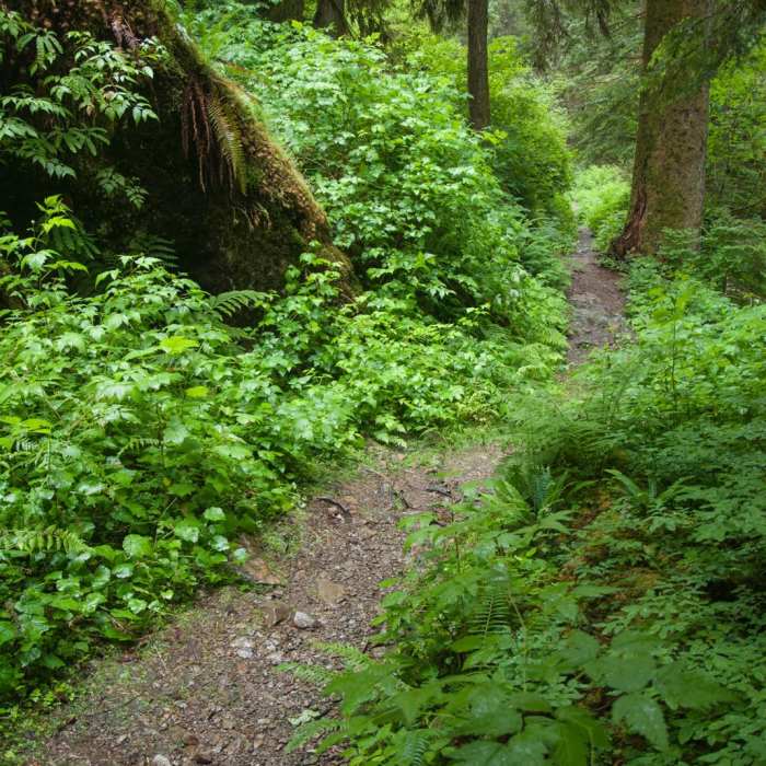 Near Boulder River Trail