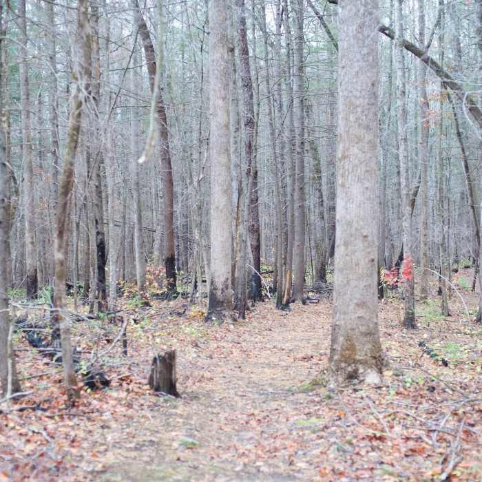 Evidence of the Chimney Fire can be seen along this trail. The green on the forest floor is new growth as the forest begins to recover from the fire. Near Twin Creeks Trail