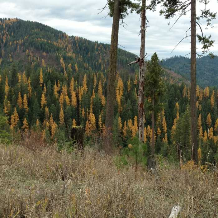 Near Trail #257 South/Carlin Connector Loop