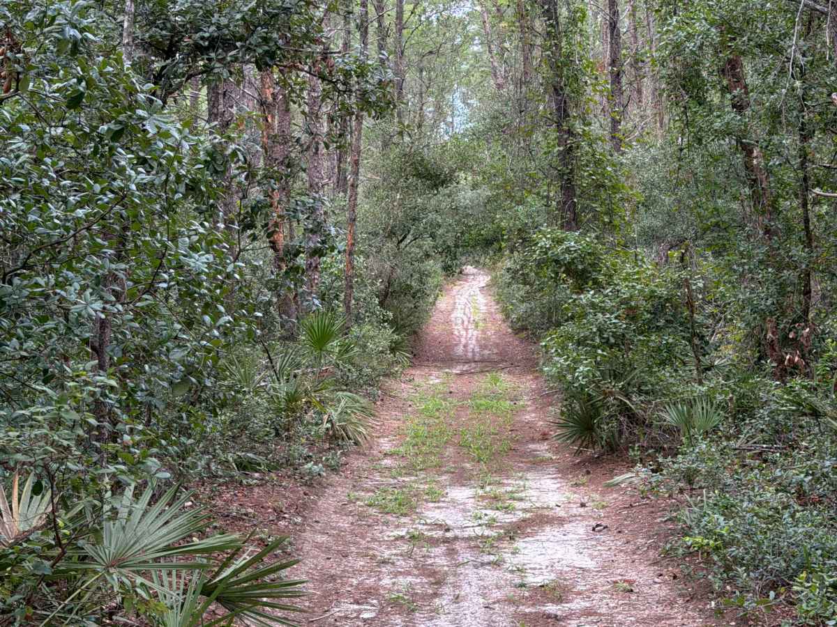 Ocala National Forest 445-2.3B photo 5