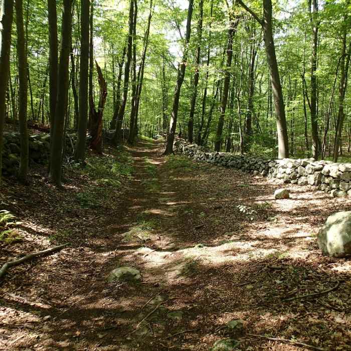 Near Hubbard Loop Trail