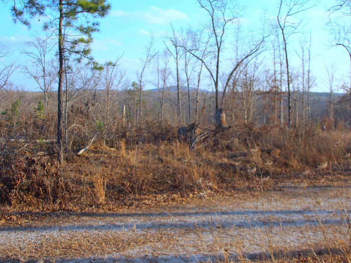 Bull Knot - FS 139 trail photo