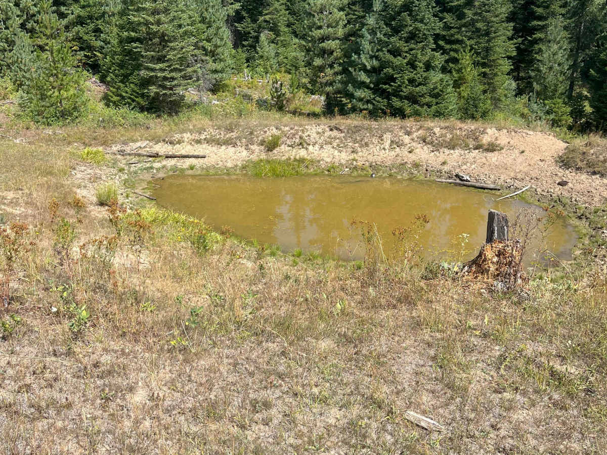 Moose Creek Old Logging Road Track photo 5
