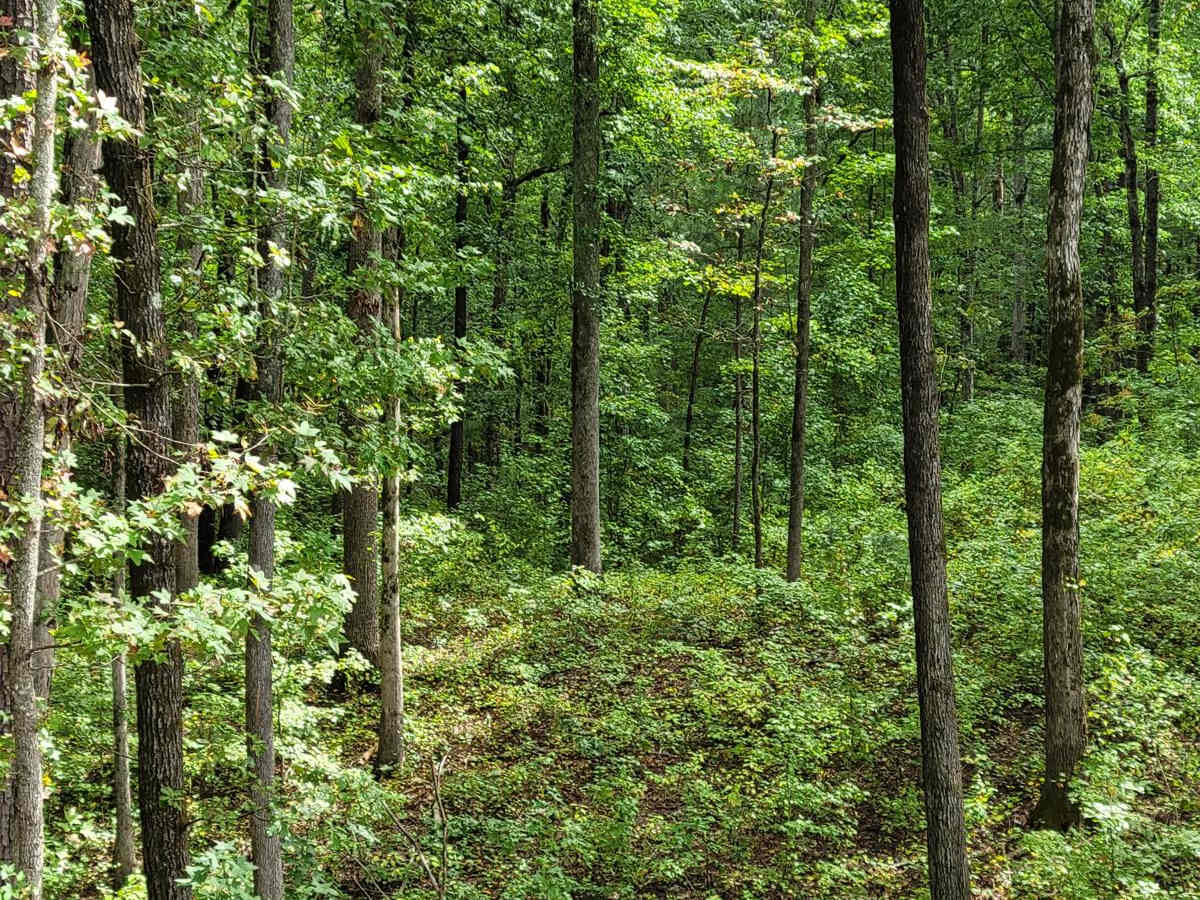 Lane Cemetery Trail photo 2