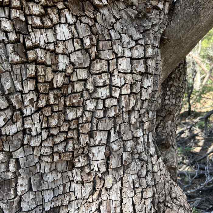 Near Pat Mullen Mountain