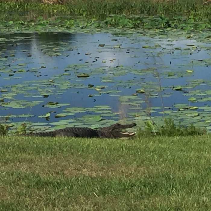 Alligators enjoy basking in the sun along the trail. Near Sweetwater Wetlands Park