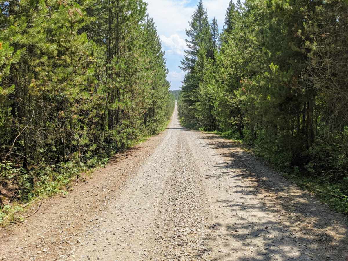 Jackass Loop Trail (FS 264) photo 4