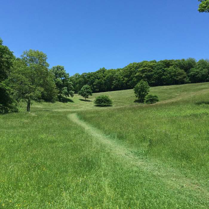 Near Green Knob Trail