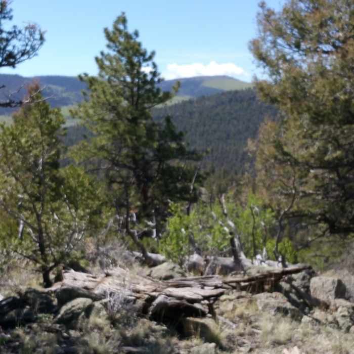 View of Aspen Ridge Near Trail #1435