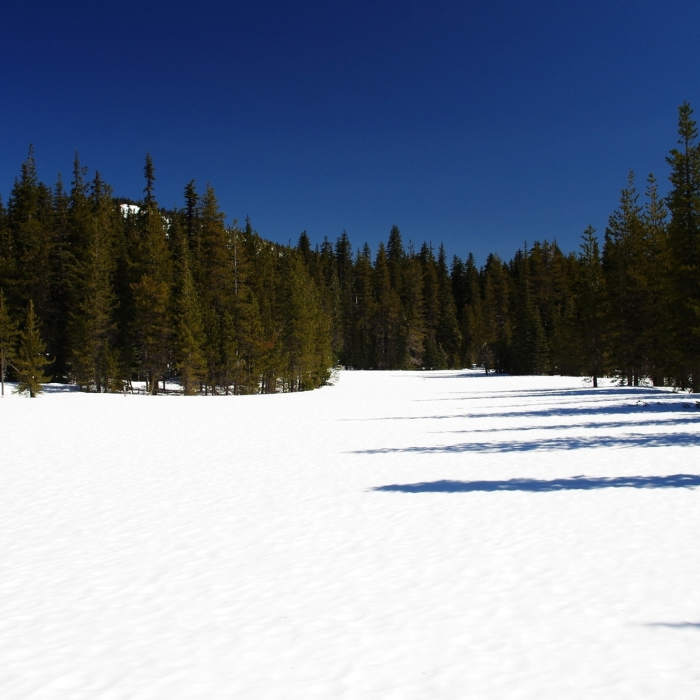 Near Shortcut Trail #171A