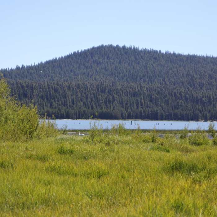 Near Osprey Point Interpretive Trail