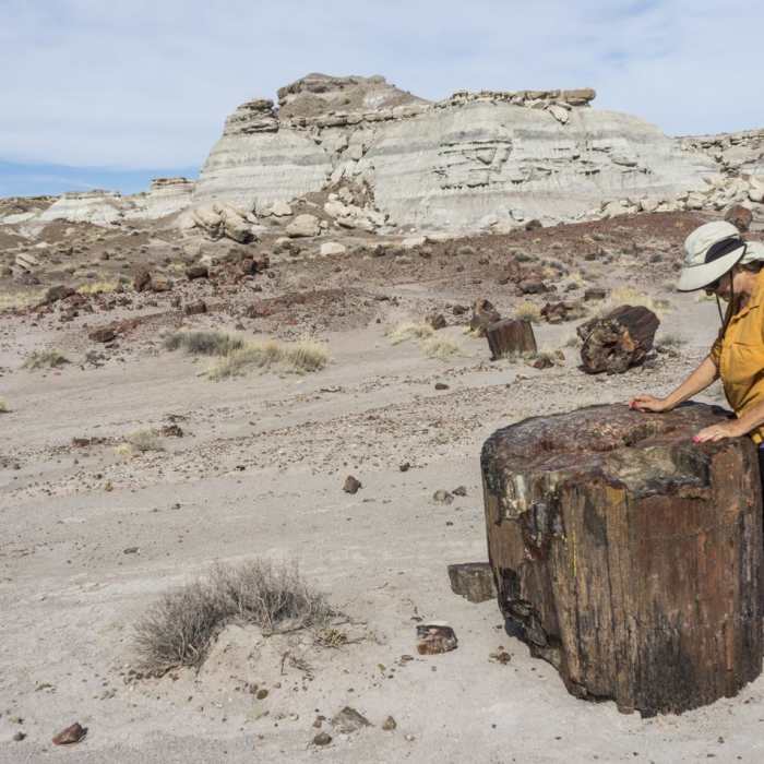 Near Jasper Forest Road Near Jasper Forest Road