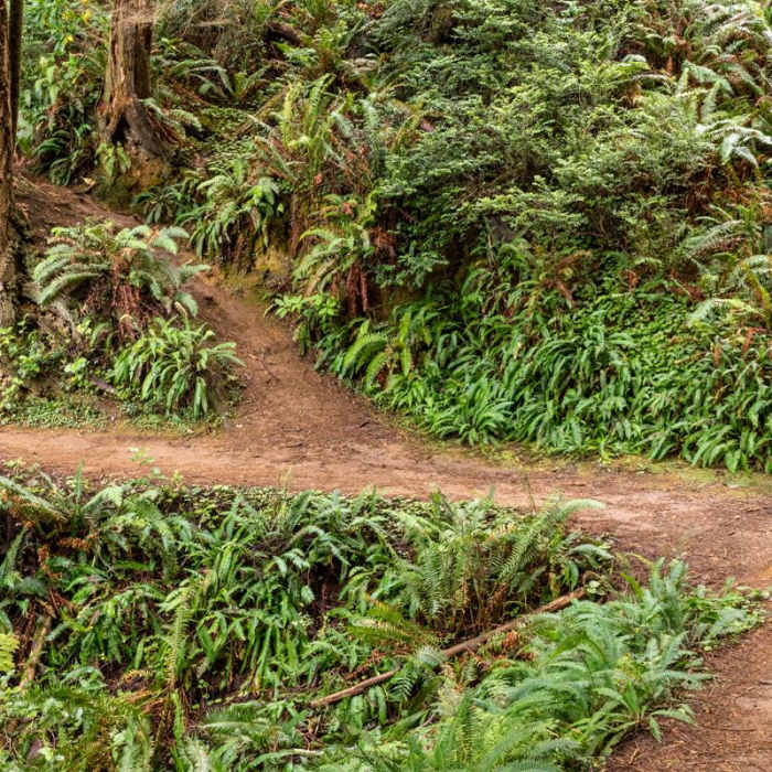 Near Eel Lake Trail Hike