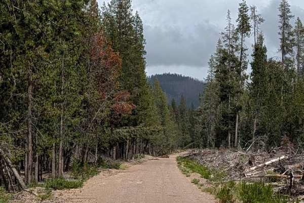 Pumice Mountain West - FS 43N15