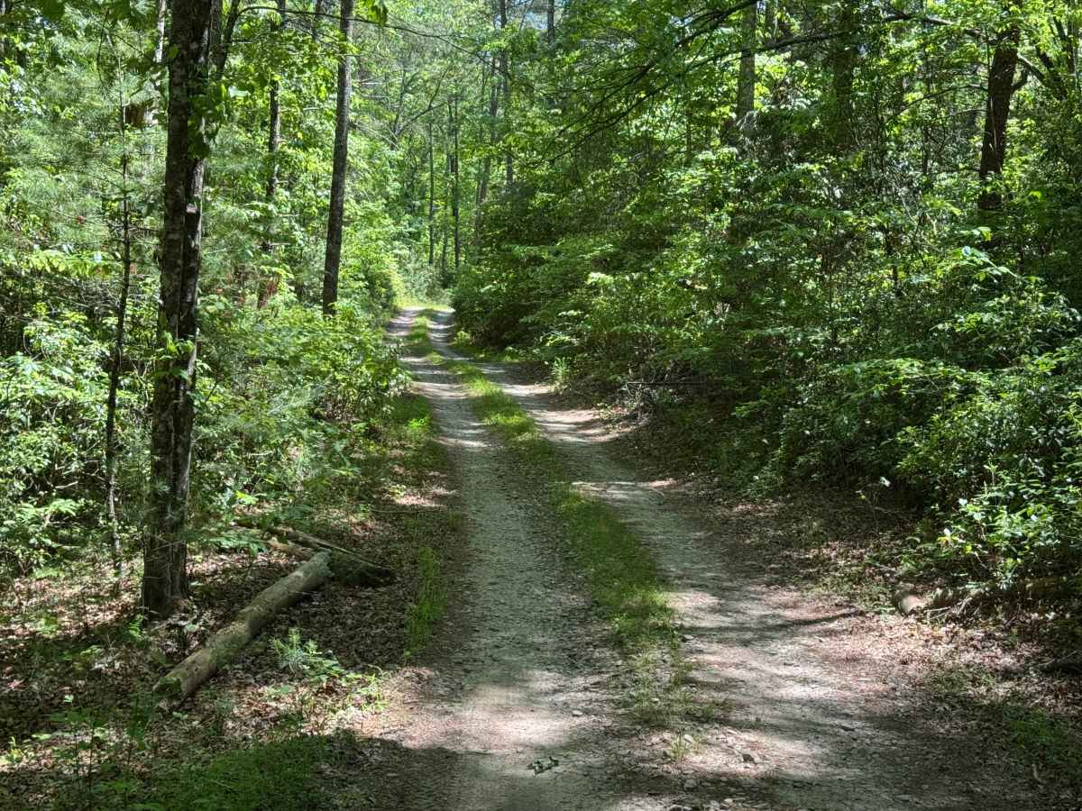 Laurel Branch - FS 322 photo 4