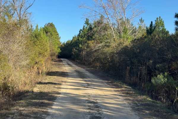 Jackson Island Road
