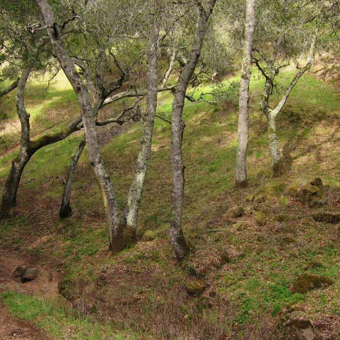 Near Oyster Point Trail