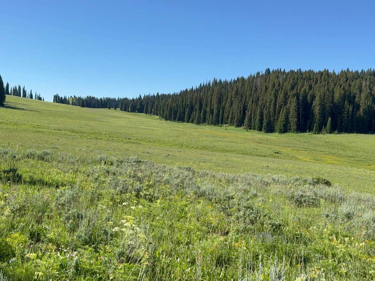 South Fork Canyon Creek - FS 226 photo 3