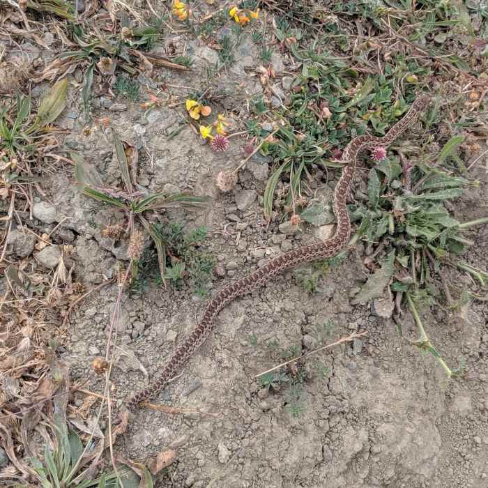 Gopher Snake (Pituophis catenifer). Near Nimitz Way Trail