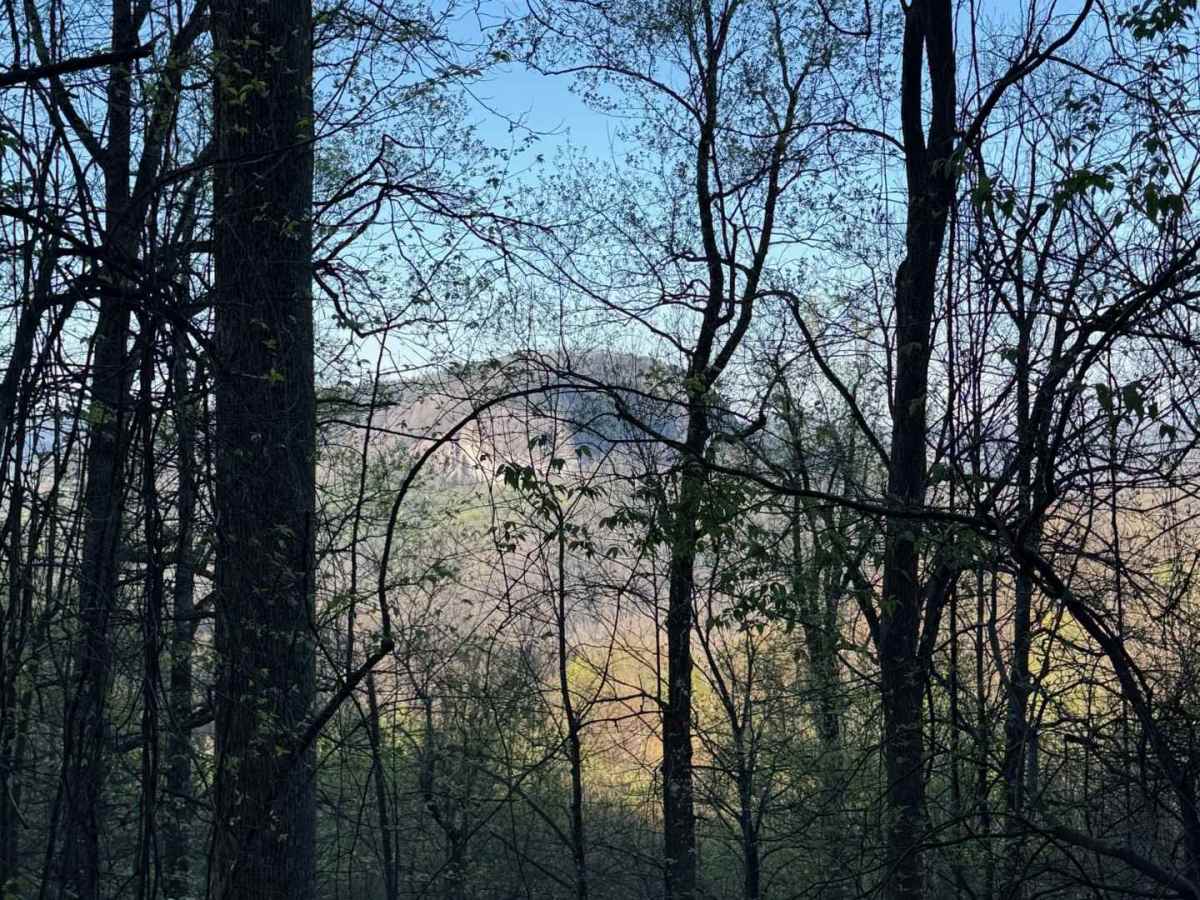Avery Creek - FS 477 photo 5