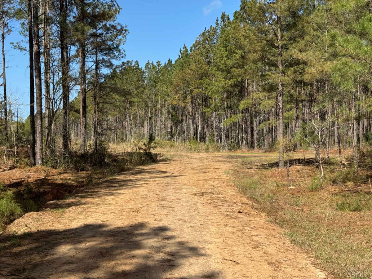 Smith Hammock Road photo 5