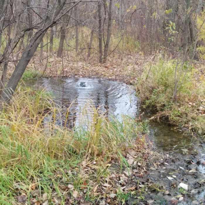 Artesian well just off the trail where the singletrack meets doubletrack. Near Minnesota Valley State Trail
