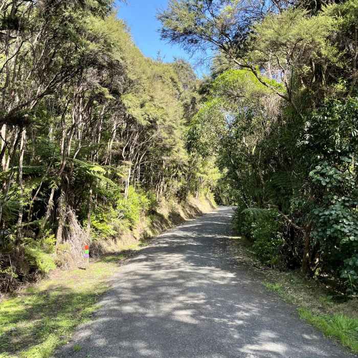 Near Waharau Regional Park Loop Near Waharau Regional Park Loop