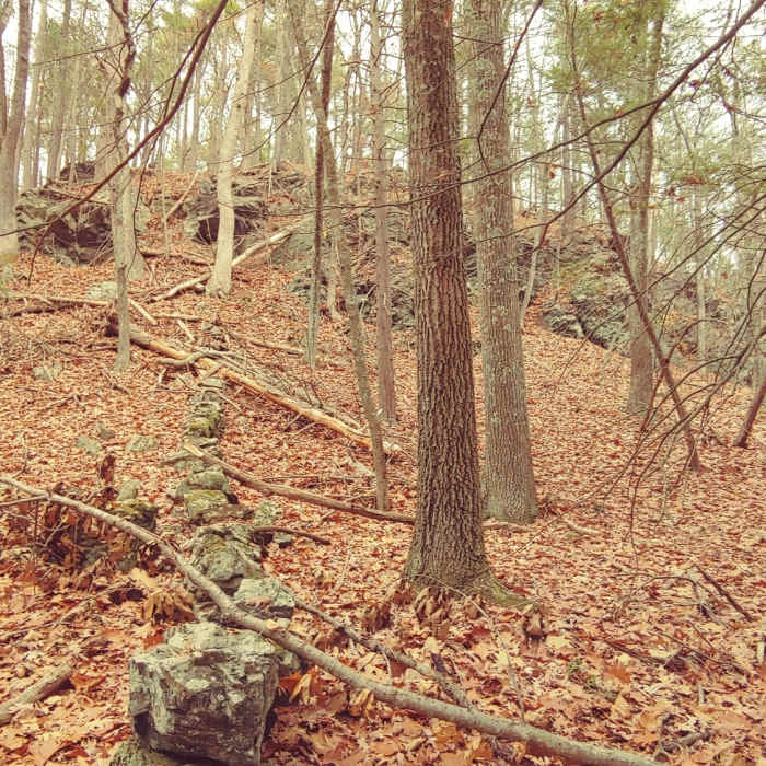 Rock wall, trees and leaves Near Mt. Misery Loop