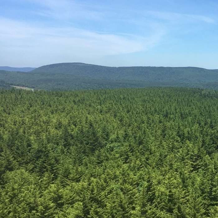 Near Fire Tower Trail