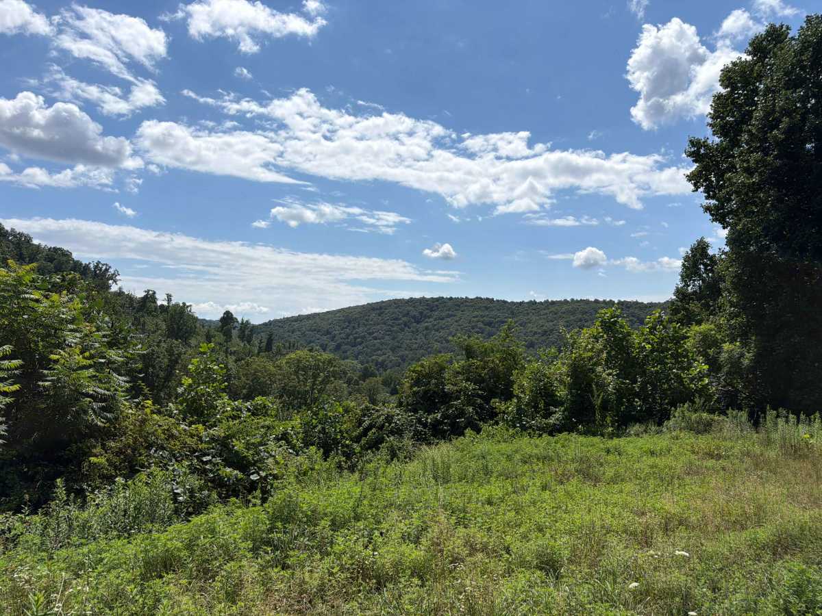 Panther Den - FS 236 photo 4