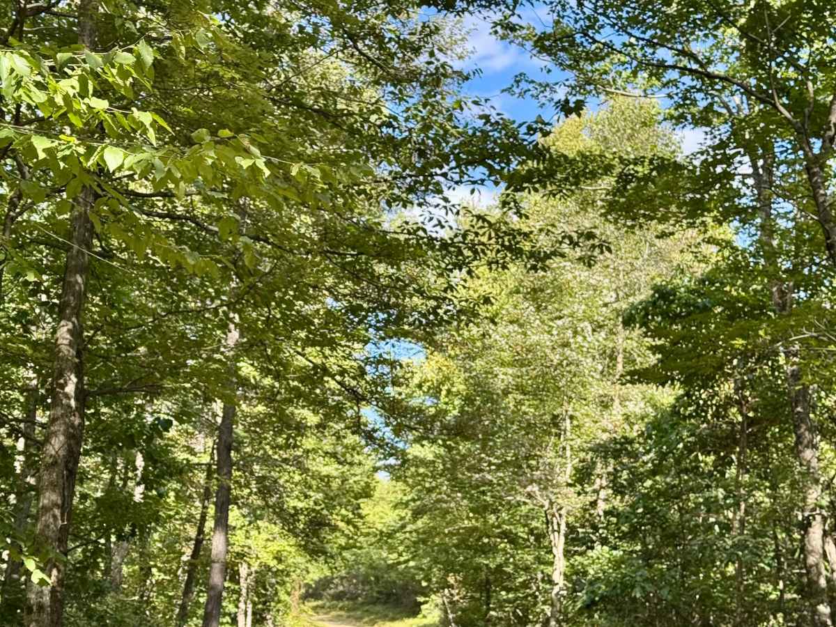 King Trail photo 3