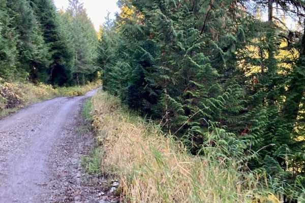 Loon Lake Road - FS 2060100