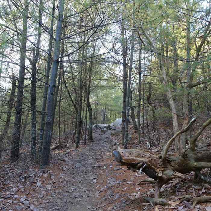 Near Blue Hills Loop