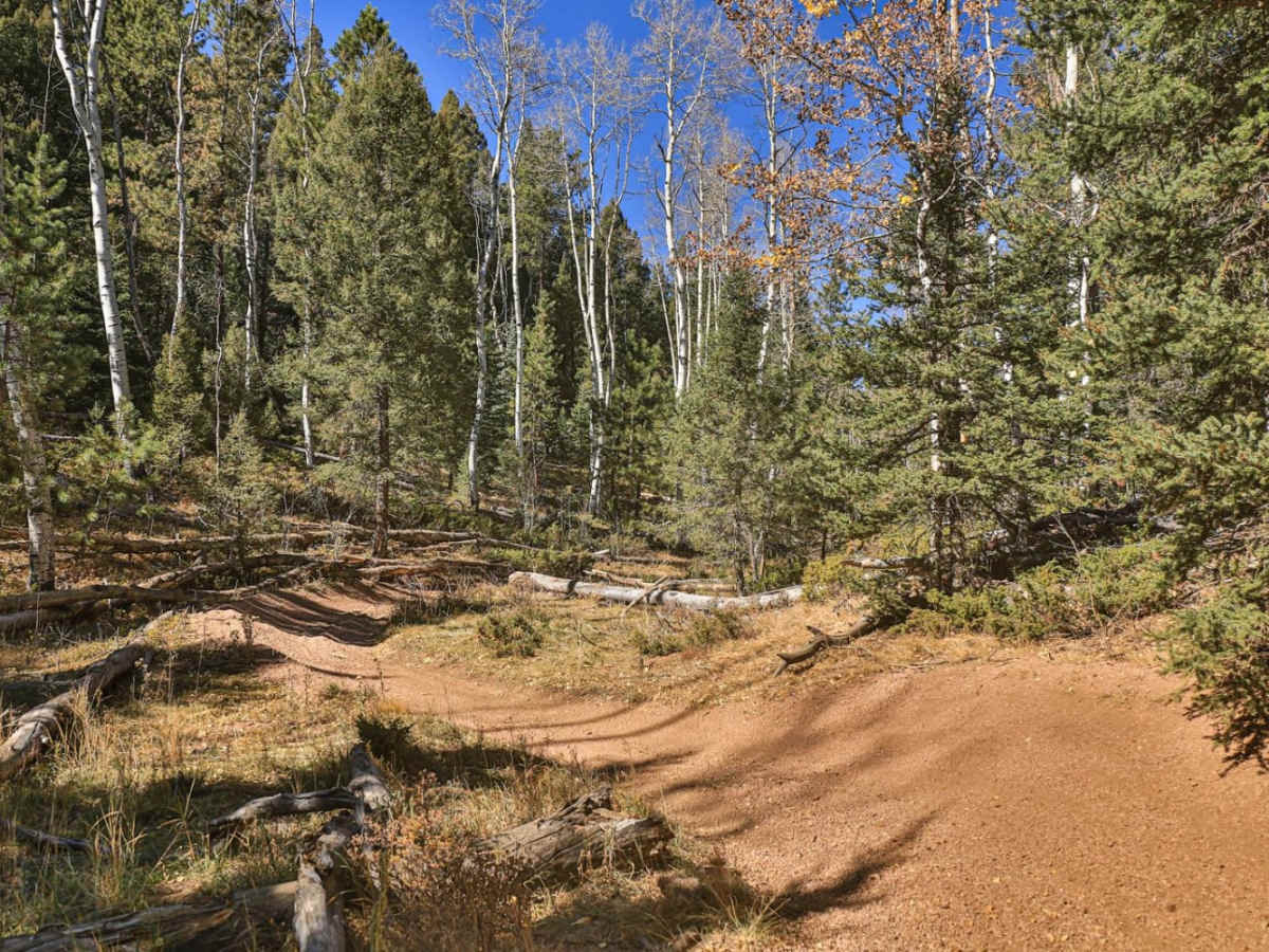 Fern 2- Rampart Range photo 3