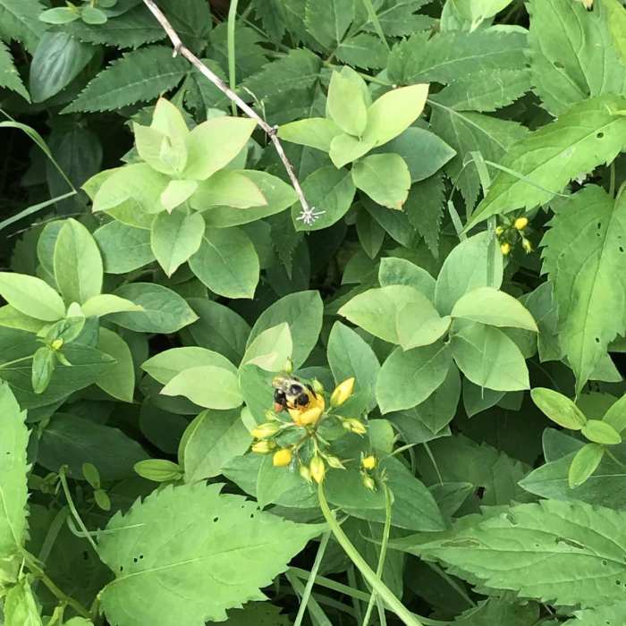 Near Craggy Pinnacle Trail