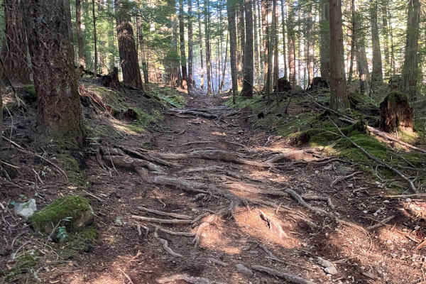 20 Year Trail