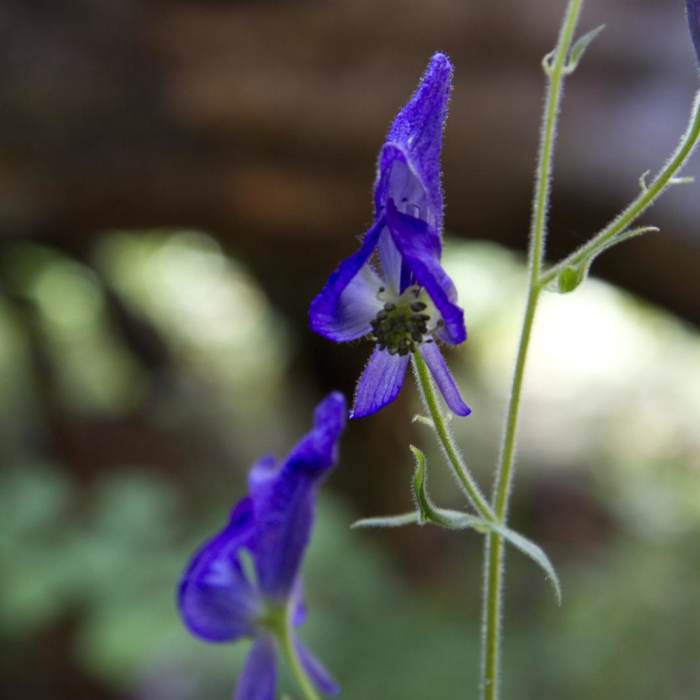 Near Alturas Lake Trail