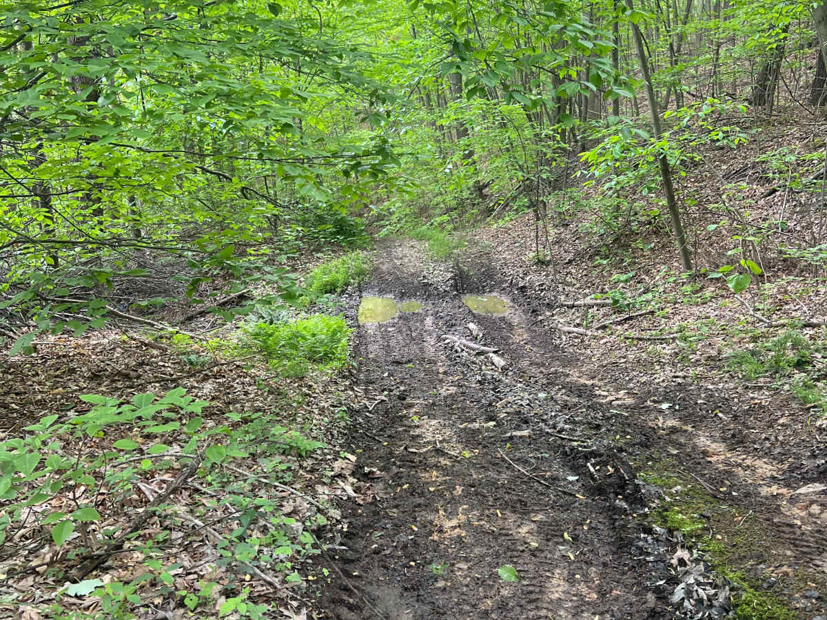 Q59 trail photo