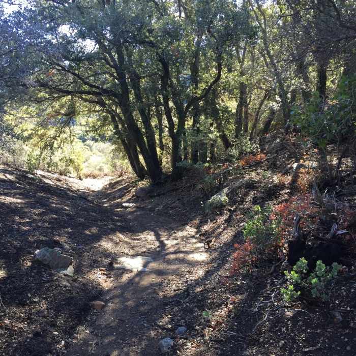 Near Gold Shot Stamp Mill Out and Back