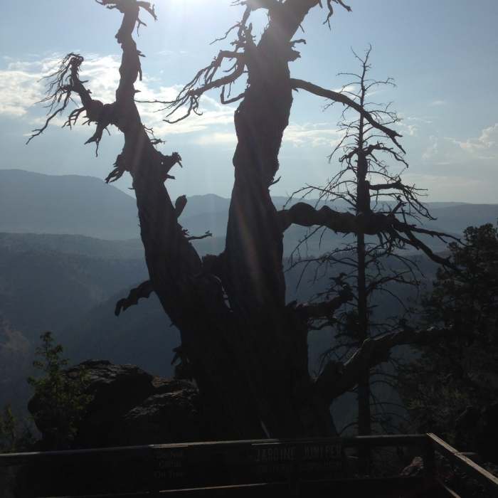 Near Old Jardine Juniper Trail
