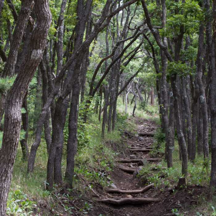 Near Crest Trail (#25)