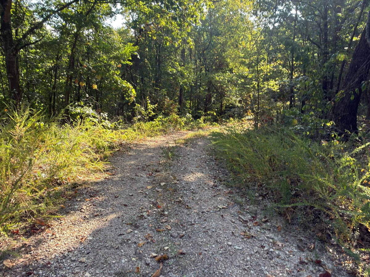 Bright Ridge - FS 548 trail photo