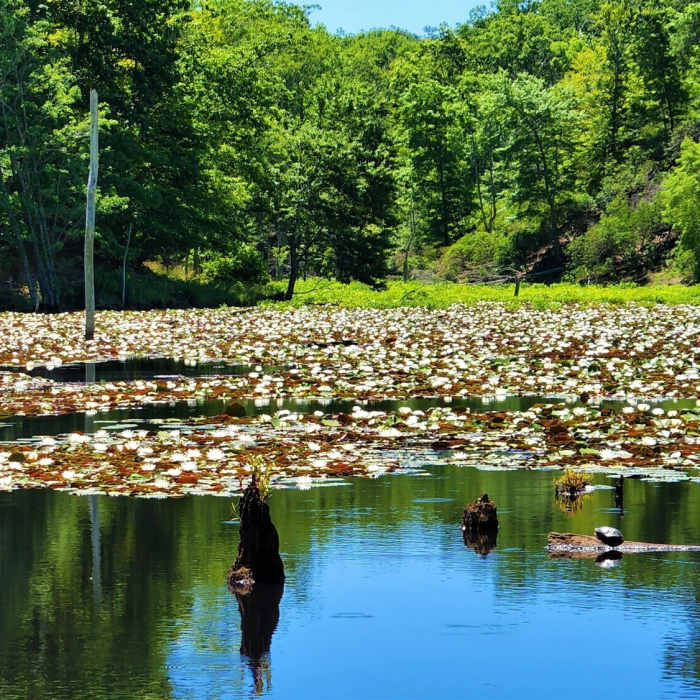 View from the trail Near Red Trail