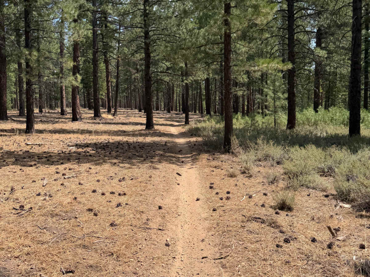 #44 trail photo